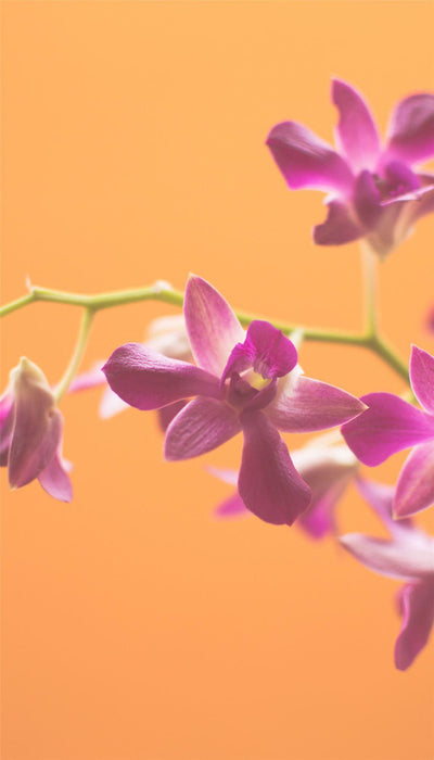 Personalised Case Silicone Gel Ultra Slim for All Motorola Mobiles - FLO25